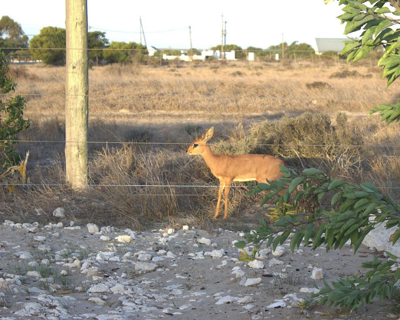 Silver Oaks Airbnb Langebaan Dış mekan fotoğraf