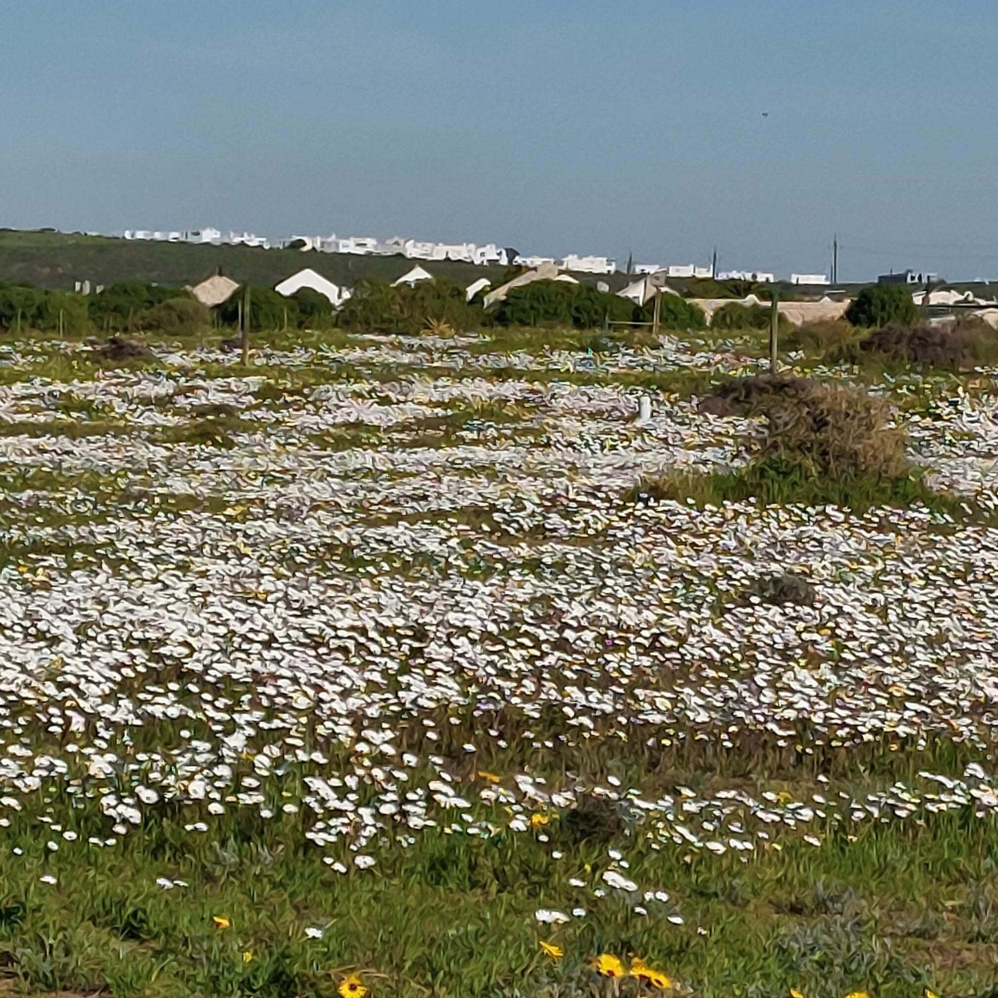 Silver Oaks Airbnb Langebaan Dış mekan fotoğraf