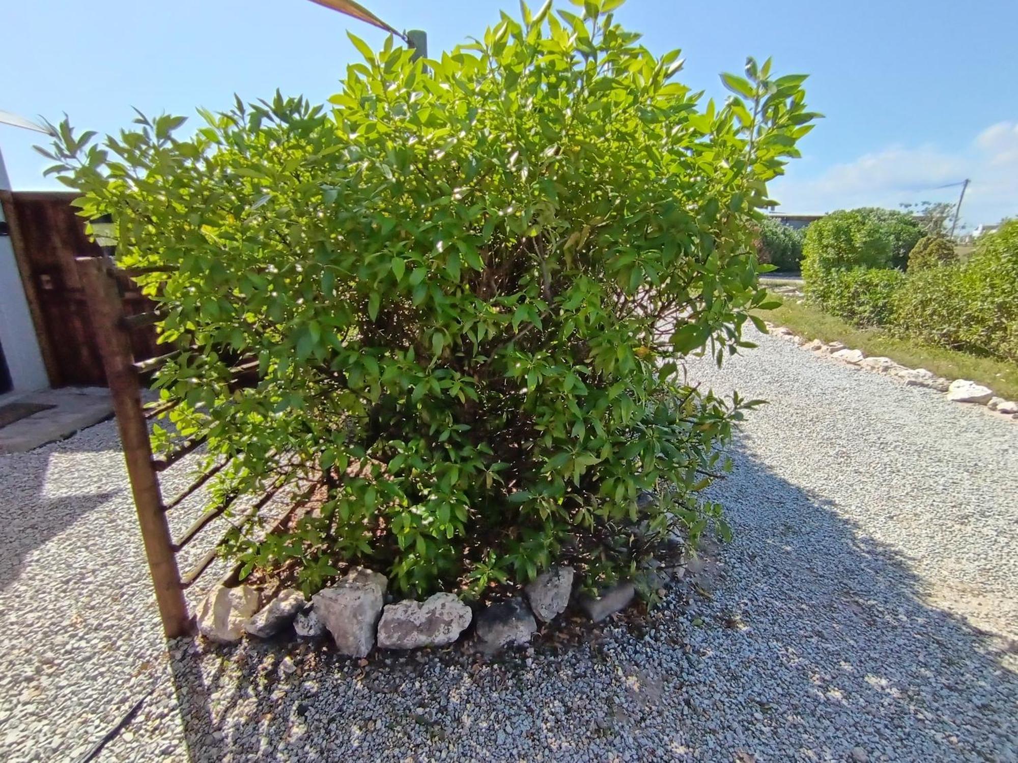 Silver Oaks Airbnb Langebaan Dış mekan fotoğraf